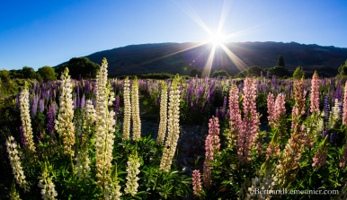 Fleurs au lever de soleil dans la région Otago